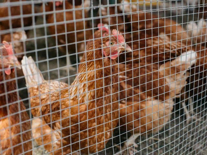 Dyre æg: laver du hønsegård og holder høns